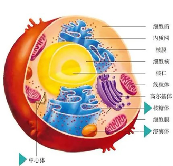 干細胞展廳設計，助力健康中國——深圳展廳設計分享